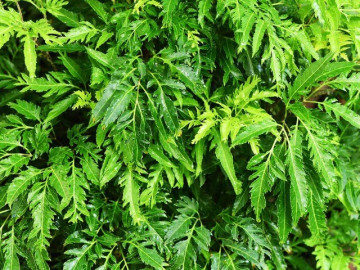 Loại rau bổ ngang nhân sâm kho cá thơm ngon gấp 10 lần, củ càng là “báu vật”, trồng trước nhà giúp hút lộc