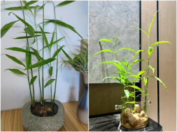 Trồng gừng thủy canh theo cách này, lá xanh mơn mởn, hoa nhanh nở giúp gia tăng tài lộc, phú quý về