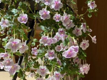 “Vua cây xanh trong nhà” đẹp đến mê hồn, nở suốt 4 mùa trong năm bất chấp trồng ở ban công phía Bắc