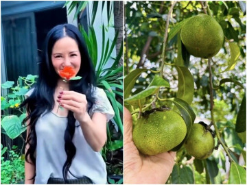 Loại quả 500.000 đồng/kg được diva Hồng Nhung và “phú bà” showbiz trồng trong biệt thự 10.000m2, cực dễ chăm lại hút lộc vào nhà
