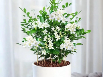 Loại hoa này thơm hơn hoa nhài, lâu tàn hơn mộc hương, mệnh danh là “cỗ máy nở hoa” vì nở suốt 200 ngày