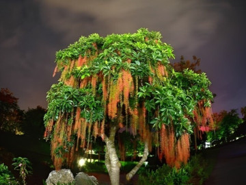 Cây Lộc vừng và ý nghĩa phong thủy trong không gian sống