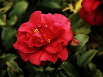 Loại hoa này đẹp hơn hoa hồng, thơm sánh ngang nước hoa, nở nửa năm mới tàn, xứng danh "vua của các loại hoa"