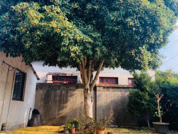 Người xưa nói: Trồng 3 cây trong sân, muốn không giàu cũng khó, con cháu thăng quan phát tài