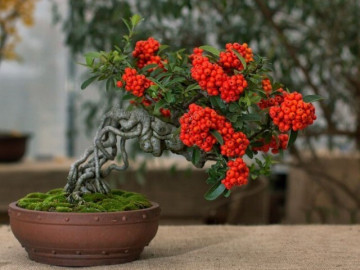 Người xưa nói: “Ăn Tết có cây, nhà vượng người giàu”, đây là 10 cây tài lộc nên trồng ngay để kịp đón Tết