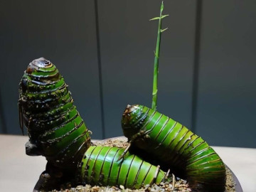 Cây cảnh phong cách nhất, Việt Nam mọc đầy đường, nhặt một gốc về, hồi sinh thành báu vật thanh lịch, tinh tế