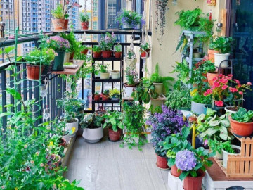 Trên ban công có 1 trong 10 cây này thì chúc mừng bạn, chúng được ví như “con cưng” của Thần Tài