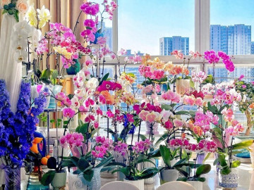 Trồng ngay 10 loại hoa Tết này để "thổi lộc" vào nhà, vừa đẹp vừa hợp phong thủy, càng chưng càng may mắn