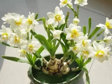 Bốn loại "hoa xui xẻo" nhưng nhiều người bỏ tiền mua