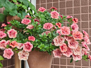 “Vua hoa trồng trong chậu” đẹp không tì vết, nở rực rỡ 300 ngày mỗi năm, trồng trong nhà giúp gia đình bình an