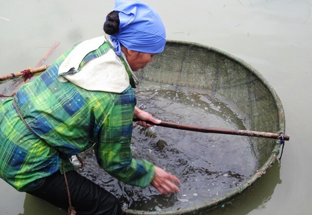 amp;#34;Lộc trờiamp;#34; ẩn trong bùn đất, xưa người nghèo mới ăn nay thành món đặc sản được người thành phố săn lùng, 150.000 đồng/kg - 2