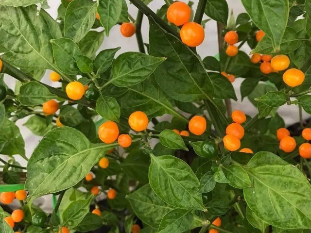 Loại quả đắt nhất thế giới, Việt Nam trồng đại trà chỉ 3 tháng cho thu hoạch, thành đặc sản nổi tiếng giá 700.000/kg