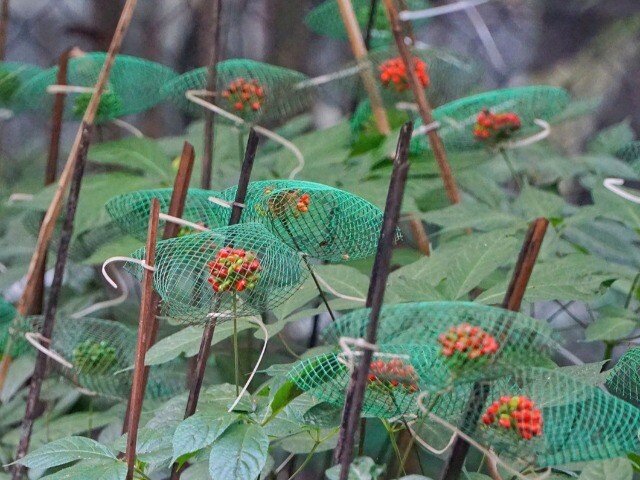 Loại hạt đắt đỏ bậc nhất thế giới, chỉ có duy nhất ở Việt Nam, đến mùa giá tới 240 triệu/kg người trồng "hái ra tiền"