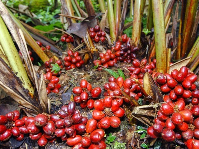Loại quả xưa rụng đầy không ai ngó ngàng, giờ thành đặc sản có hương vị lạ được ưa chuộng, 200.000 đồng/kg