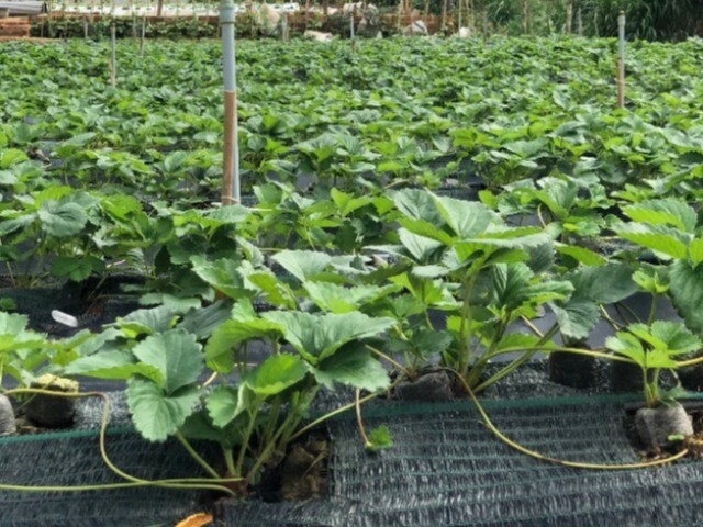 Loại quả đắt nhất thế giới, Việt Nam trồng đại trà chỉ 3 tháng cho thu hoạch, là đặc sản giá 500.000 đồng/kg