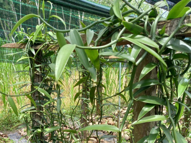 Loại quả đắt nhất thế giới, ở Việt Nam trồng thành công một lần cho thu hoạch nhiều năm, là đặc sản 2 triệu đồng/kg