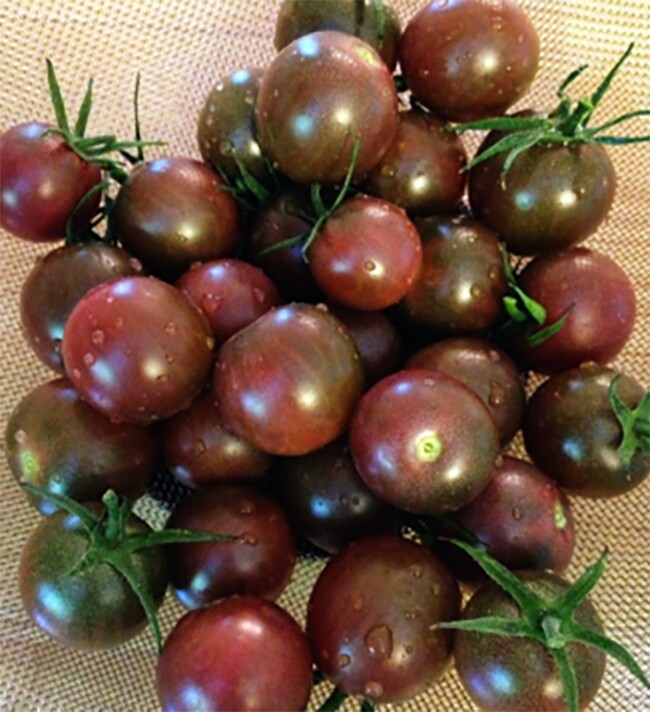 Giống cà chua socola có hương vị ngọt thanh rất đặc biệt, không chua, mọng nước.