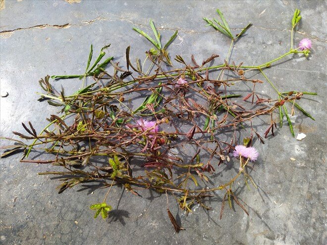 Cây dại mọc ven đường xưa không ai ngó ngàng, nay được chuộng ở thành phố giá 30.000 đồng/kg, tốt cho sức khoẻ - 2