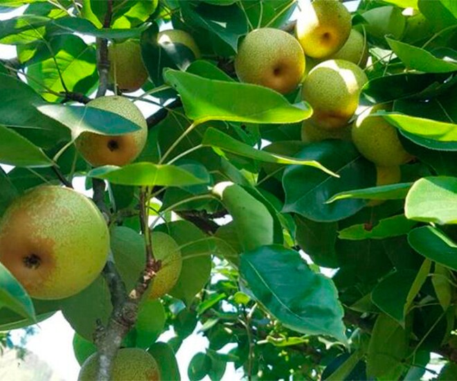 Loại quả amp;#34;tốt nhất thế giớiamp;#34; được trồng bạt ngàn ở Việt Nam, thành đặc sản chỉ từ 20.000 đồng/kg, tốt cho sức khỏe - 1