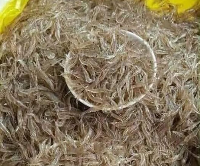 amp;#34;Lộc trờiamp;#34; ẩn trong bùn đất, xưa người nghèo mới ăn nay thành món đặc sản được người thành phố săn lùng, 150.000 đồng/kg - 1