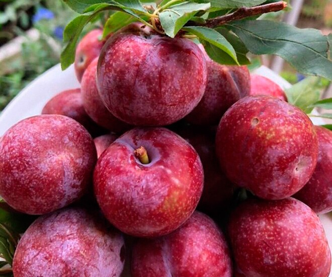 Loại quả được đánh giá amp;#34;tốt nhất thế giớiamp;#34;, ở Việt Nam trồng bạt ngàn giá chỉ từ 10.000 đồng/kg, tốt cho sức khoẻ - 1