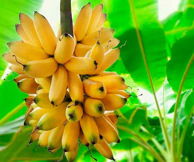 Loại quả amp;#34;tốt nhất thế giớiamp;#34;, Việt Nam trồng bạt ngàn thành đặc sản chỉ từ 15.000 đồng/kg, tốt cho sức khỏe - 1