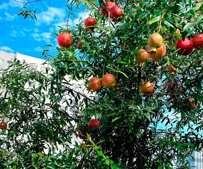 Loại quả amp;#34;tốt nhất thế giớiamp;#34; được trồng bạt ngàn ở Việt Nam, thành đặc sản chỉ từ 20.000 đồng/kg, tốt cho sức khỏe - 1