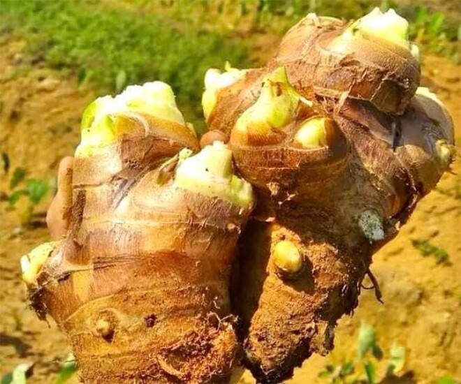 amp;#34;Báu vật dưới lòng đấtamp;#34; xưa là món ăn của người nghèo, nay thành đặc sản nổi tiếng, tốt cho sức khỏe - 1