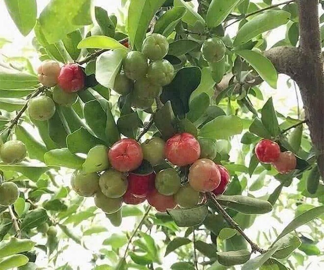 Cây ăn quả quen thuộc lên chậu thành bonsai được ưa chuộng, có cây giá tới 7 tỷ đồng, mang lại may mắn và tài lộc - 1