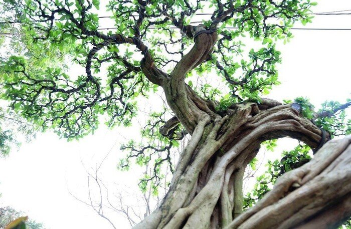 Cây ăn quả quen thuộc lên chậu thành bonsai được ưa chuộng, có cây giá tới 7 tỷ đồng, mang lại may mắn và tài lộc - 4