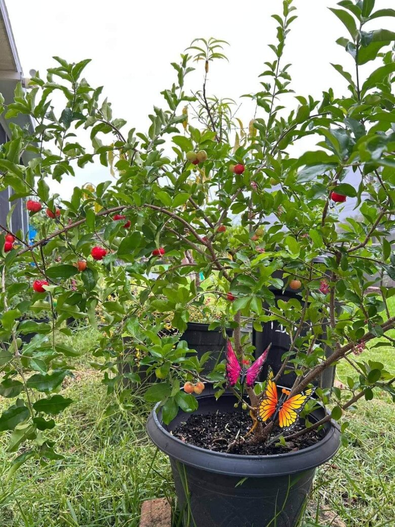 Cây ăn quả quen thuộc lên chậu thành bonsai được ưa chuộng, có cây giá tới 7 tỷ đồng, mang lại may mắn và tài lộc - 6