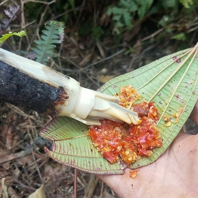 Cây dại leo bờ rào xưa dành cho amp;#34;người nghèoamp;#34;, nay thành đặc sản có hương vị lạ trong nhà hàng được ưa chuộng, 100.000 đồng/kg - 3