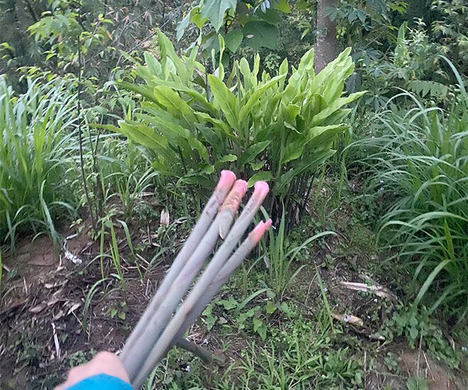 Cây dại mọc bờ bụi xưa dành cho amp;#34;người nghèoamp;#34;, nay thành đặc sản có hương vị đặc biệt được ưa chuộng, 70.000 đồng/kg - 1