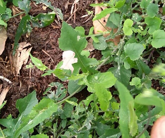 Xưa mọc bờ mương dành cho amp;#34;người nghèoamp;#34;, nay rau dại lên đời thành đặc sản vì hương vị lạ, 45.000 đồng/kg - 1