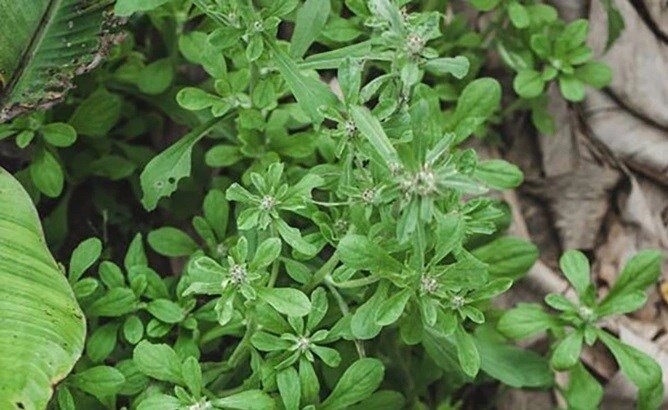 Cây dại mọc bờ rào xưa dành cho amp;#34;người nghèoamp;#34;, nay thành đặc sản được dân thành phố ưa chuộng, tốt cho sức khỏe - 2