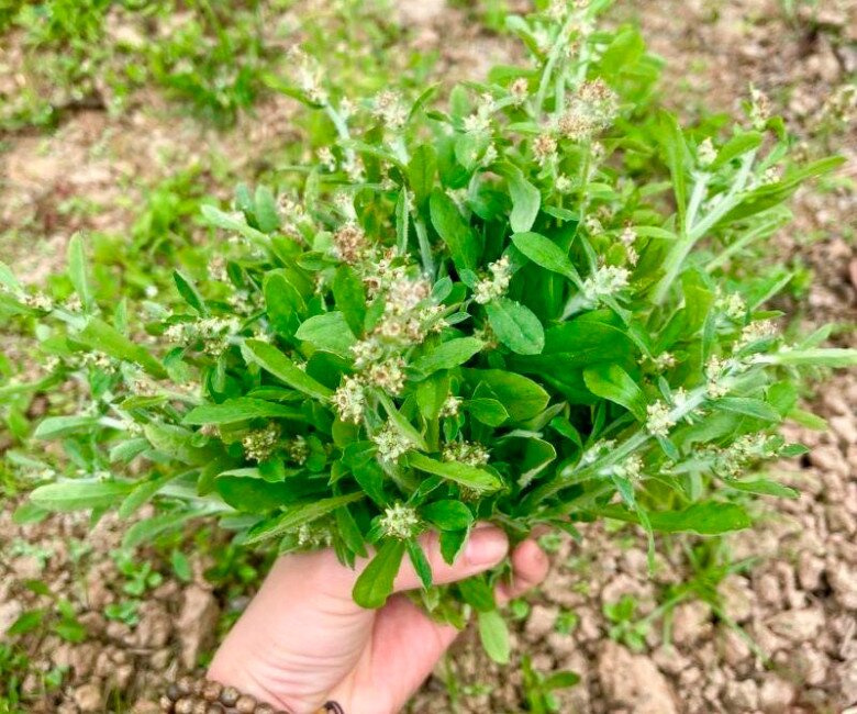 Cây dại mọc bờ rào xưa dành cho amp;#34;người nghèoamp;#34;, nay thành đặc sản được dân thành phố ưa chuộng, tốt cho sức khỏe - 1