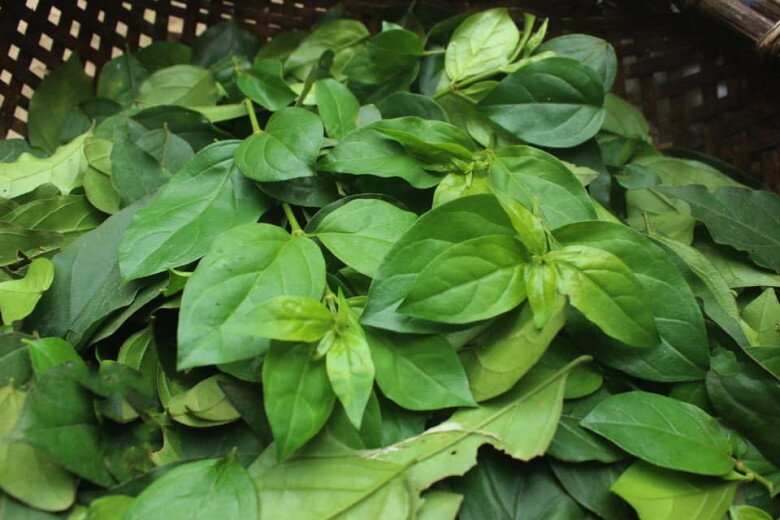 Cây dại mọc bờ rào xưa không ai ngó ngàng, nay thành đặc sản được ưa chuộng giá 150.000 đồng/kg, tốt cho sức khoẻ - 2