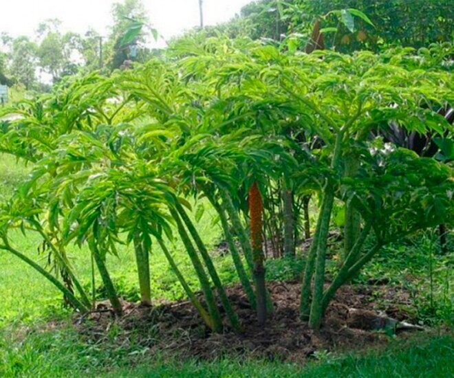 Cây dại ở bờ mương xưa amp;#34;người nghèoamp;#34; mới ăn, nay thành đặc sản lạ giá 60.000 đồng/kg, trồng 4 tháng cho thu hoạch - 1