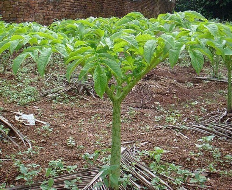 Cây dại ở bờ mương xưa amp;#34;người nghèoamp;#34; mới ăn, nay thành đặc sản lạ giá 60.000 đồng/kg, trồng 4 tháng cho thu hoạch - 2