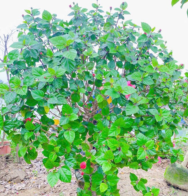 Cây dại ở bờ rào nở hoa quanh năm amp;#34;lên chậuamp;#34; thành bonsai, mang lại phước lành và may mắn, có cây giá 300 triệu đồng - 5