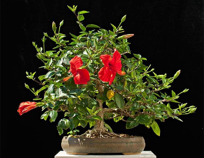 Cây dại ở bờ rào nở hoa quanh năm amp;#34;lên chậuamp;#34; thành bonsai, mang lại phước lành và may mắn, có cây giá 300 triệu đồng - 6