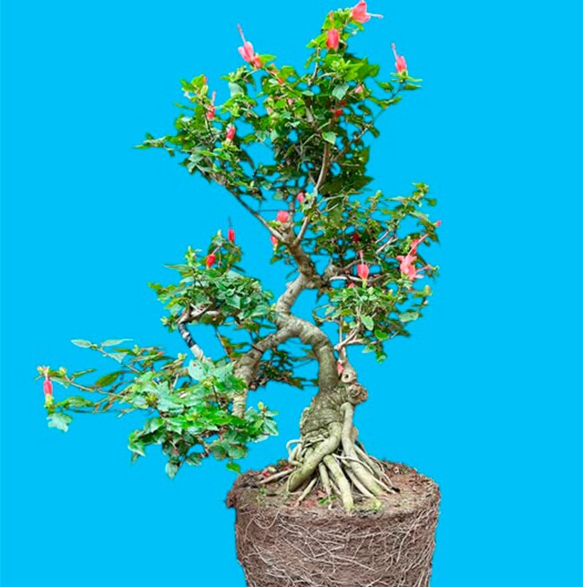 Cây dại ở bờ rào nở hoa quanh năm amp;#34;lên chậuamp;#34; thành bonsai, mang lại phước lành và may mắn, có cây giá 300 triệu đồng - 2