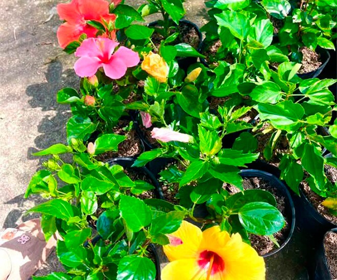 Cây dại ở bờ rào nở hoa quanh năm amp;#34;lên chậuamp;#34; thành bonsai, mang lại phước lành và may mắn, có cây giá 300 triệu đồng - 1