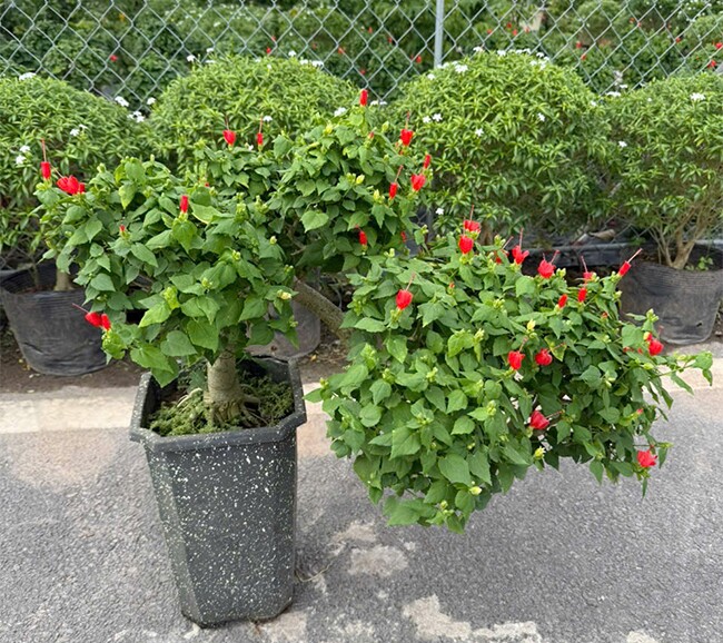 Cây dại ở bờ rào nở hoa quanh năm amp;#34;lên chậuamp;#34; thành bonsai, mang lại phước lành và may mắn, có cây giá 300 triệu đồng - 7