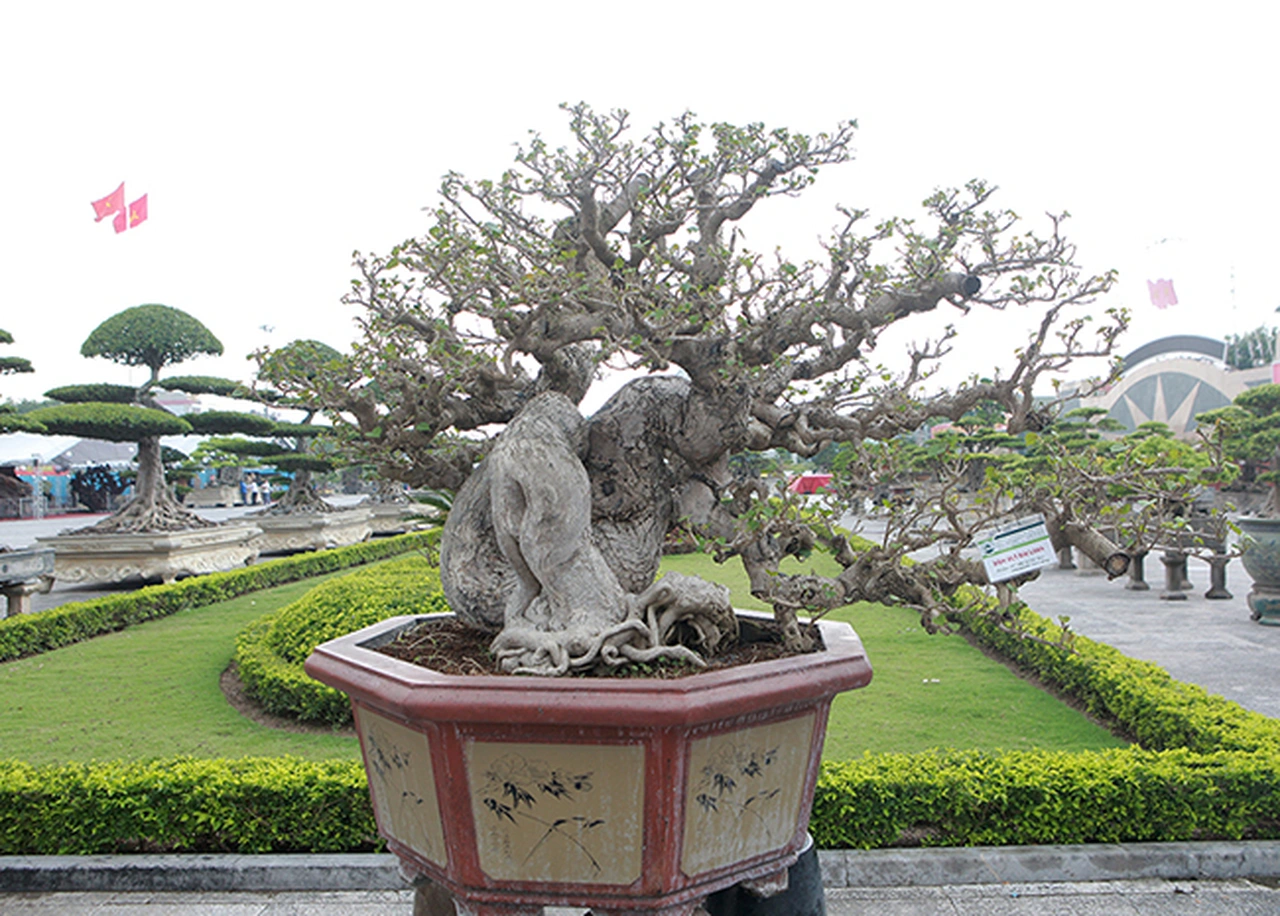 Cây dại ở bờ rào nở hoa quanh năm amp;#34;lên chậuamp;#34; thành bonsai, mang lại phước lành và may mắn, có cây giá 300 triệu đồng - 3