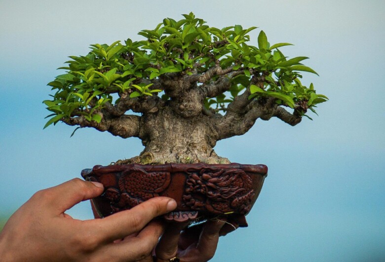 Cây mọc ở hàng rào nở hoa quanh năm amp;#34;lên chậuamp;#34; thành bonsai, có cây giá 1,2 tỷ đồng, vừa đẹp mắt vừa mang lại may mắn, tài lộc - 5