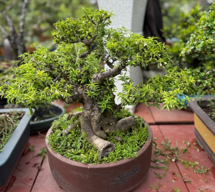 Cây mọc ở hàng rào nở hoa quanh năm amp;#34;lên chậuamp;#34; thành bonsai, có cây giá 1,2 tỷ đồng, vừa đẹp mắt vừa mang lại may mắn, tài lộc - 4