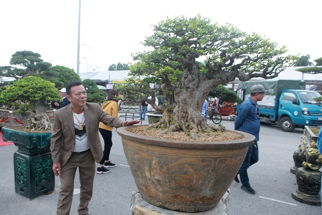 Cây mọc ở hàng rào nở hoa quanh năm amp;#34;lên chậuamp;#34; thành bonsai, có cây giá 1,2 tỷ đồng, vừa đẹp mắt vừa mang lại may mắn, tài lộc - 3