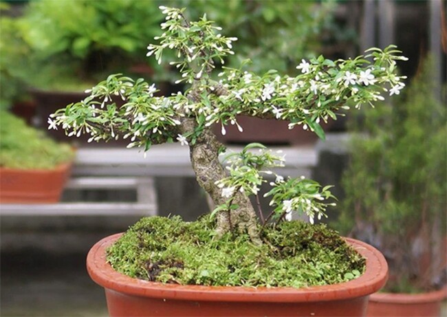 Cây mọc ở hàng rào nở hoa quanh năm amp;#34;lên chậuamp;#34; thành bonsai, có cây giá 1,2 tỷ đồng, vừa đẹp mắt vừa mang lại may mắn, tài lộc - 2