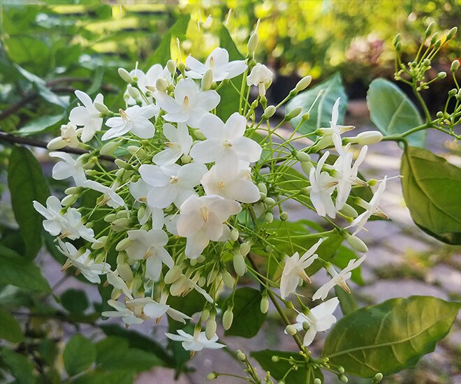 Cây mọc ở hàng rào nở hoa quanh năm amp;#34;lên chậuamp;#34; thành bonsai, có cây giá 1,2 tỷ đồng, vừa đẹp mắt vừa mang lại may mắn, tài lộc - 1